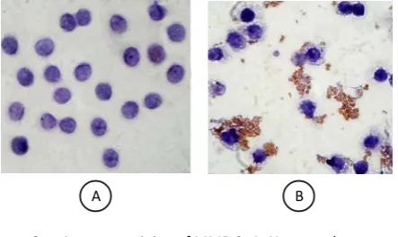 Figure 2.Immunostaining of MMP-9. A. Untreated monocytedid not express MMP-9;  B. Monocytes induced by S.mutans produced MMP-9 (brown secrete)