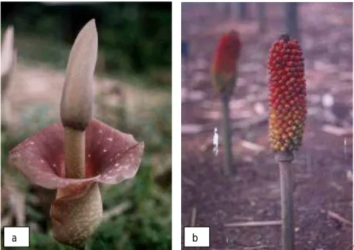 Gambar 2. a) Bunga tanaman iles-iles, b) Buah tanaman iles-iles 