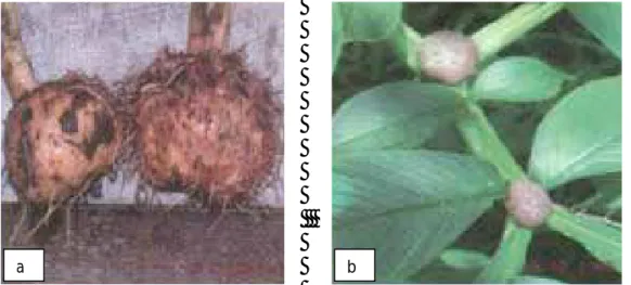 Gambar 3. a) Umbi iles-iles dan b) bulbil pada percabangan tulang daun 