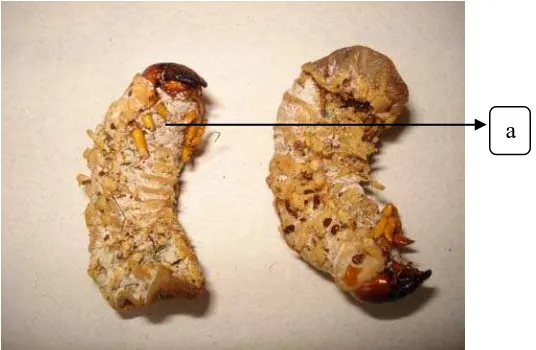 Gambar 14:  Larva O. rhinoceros yang terinfeksi jamur C. militaris. (a. Koloni jamur C