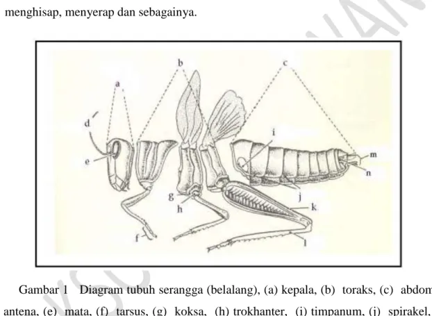 Gambar 1   Diagram tubuh serangga (belalang), (a) kepala, (b)  toraks, (c)  abdomen,  (d)  antena, (e)  mata, (f)  tarsus, (g)  koksa,  (h) trokhanter,  (i) timpanum, (j)  spirakel, (k)   femur, (l)  tibia, (m)  ovipositor,  (n)  serkus 