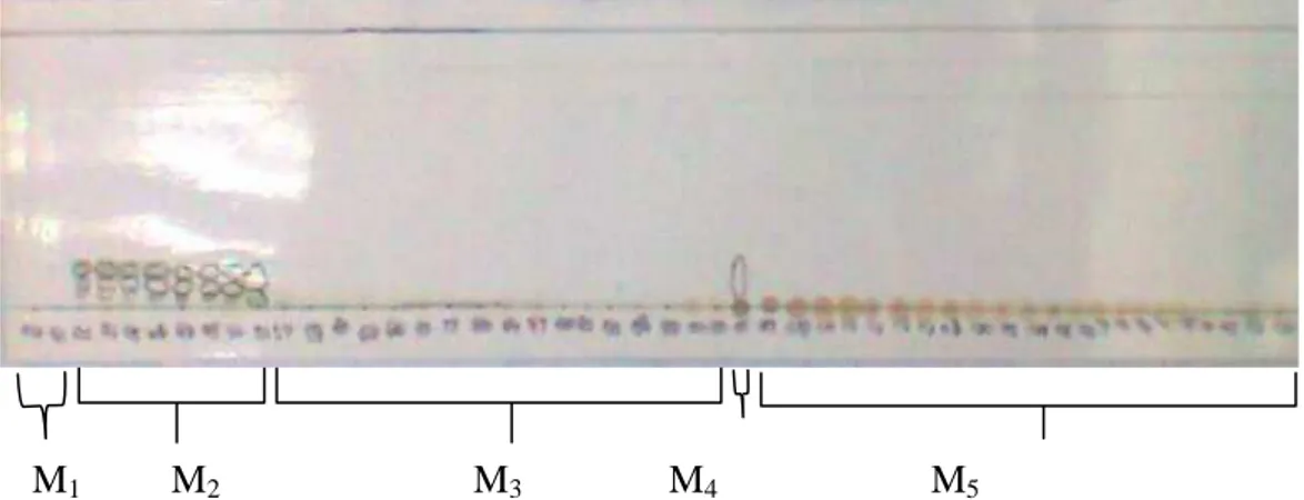 Gambar  11.  Profil  kromatografi  lapis  tipis  hasil  pemisahan  kromatografi  kolom,  fasa gerak n-heksan : etil asetat ( 9:1), M 1 : ( fraksi 40-41), M 2 : ( fraksi  42-50), M 3 : (fraksi 54-102), M 4  : (fraksi 105), M 5  : (fraksi 107-167)  Berdasark