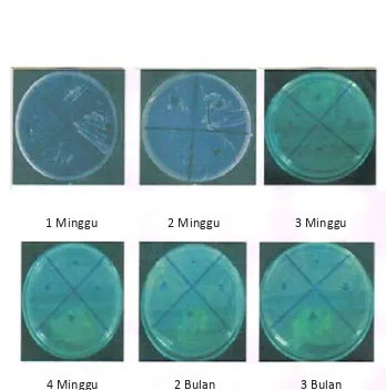 Tabel 4.Hasil uji batas mikroba (angka lempeng total)