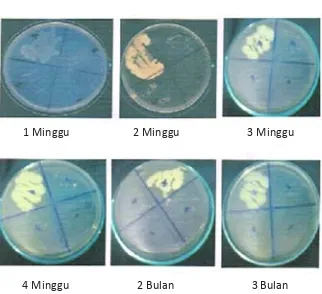 Gambar 3. Koloni Escherichia  coli selama 1 minggu, 2 minggu,3 minggu, 4 minggu, 2 bulan, dan 3 bulan.Hasil identifikasi mikroba patogen menunjukkan hasilnegatif (hasil gesekkan sampel tidak menunjukkankarakteristik yang sama dengan hasil gesekan positifyang merupakan gesekan positif yang merupakangesekan mikroba patogen sebagai pembanding).
