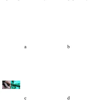 Gambar 3.4 a) ikan hiu, b) ikan baracuda, c) belut laut, d) groper