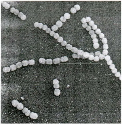 Gambar 1.Streptococcus sp6