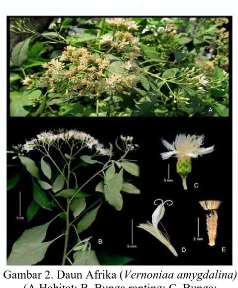 Gambar 2. Daun Afrika (Vernoniaa amygdalina) (A.Habitat; B. Bunga ranting; C. Bunga; 