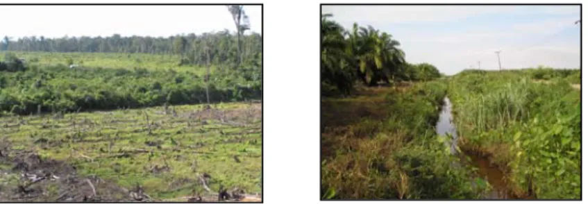 Gambar 1. Pembukaan hutan gambut dan pembuatan saluran drainase  menyebabkan karbon yang ada di lahan  gambut teremisi menjadi CO 2 
