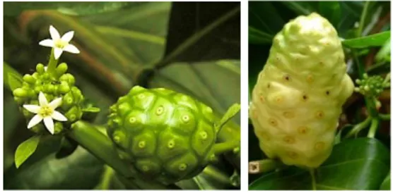Ilustrasi 1. Bunga, buah mengkudu mentah (kiri), dan buah mengkudu matang (kanan)  Klasifikasi  mengkudu  berdasarkan  Catalogue  of  Life  (2013)  adalah  sebagai  berikut:  Dunia    Plantae  Filum    Magnoliopsida  Kelas    Magnoliopsida  Ordo    Rubiale
