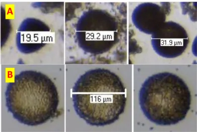Gambar  2.  Mikrospora  embriogenikdan  non-embriogenik  setelah  mendapat  praperlakuan  inkubasiantera  atau  mikrospora