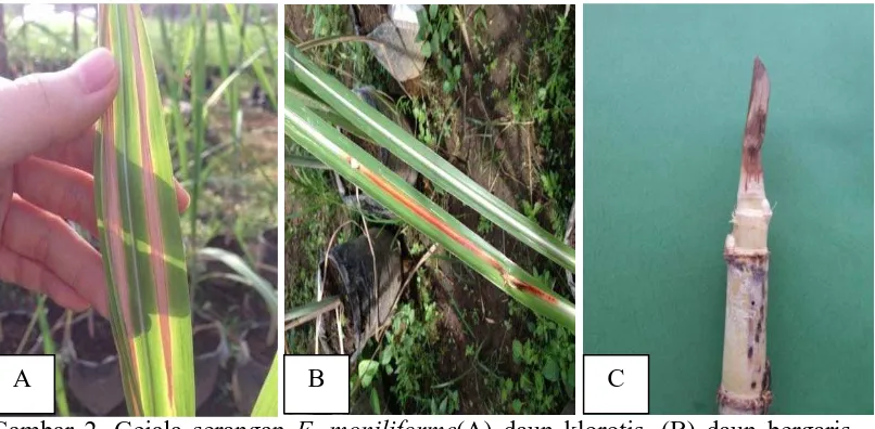 Gambar 2. Gejala serangan F. moniliforme(A) daun klorotis, (B) daun bergaris merah, (C) gejala busuk pada jaringan meristem ditemukan di lahan pada tanaman yang menunjukkan gejala serangan pokahbung  