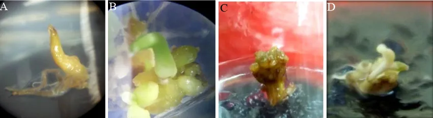 Figure 5. Development of embryogenic callus of Tanggamus genotypes on PEG media after 12 weeks of culture (A) and its regeneration on media containing MS0 + 1 g L-1 activated charcoal (B, C, D and E) after 8 weeks of culture