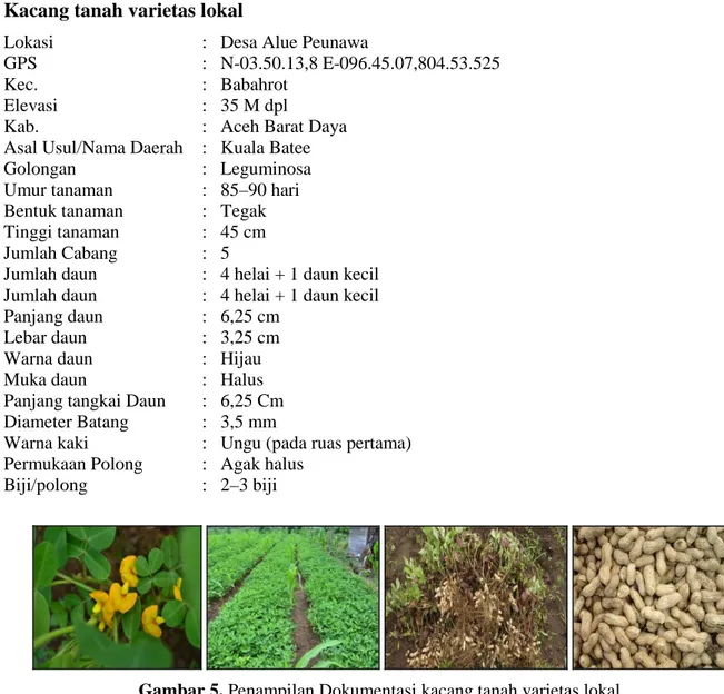 Gambar 5. Penampilan Dokumentasi kacang tanah varietas lokal. 