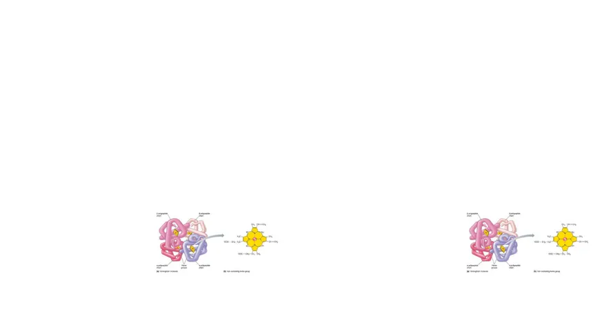 Gambar 2.2. Struktur molekul hemoglobinGambar 2.2. Struktur molekul hemoglobin 33