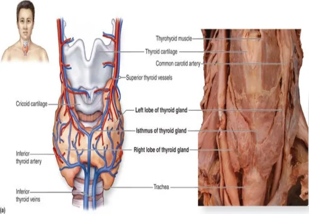 Gambar anatomi kelenjar tiroid