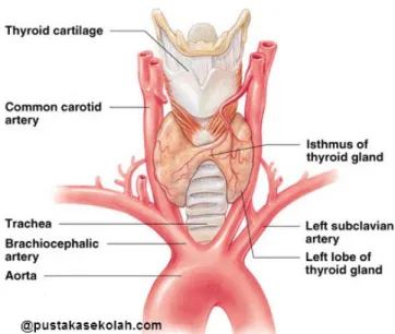 Gambar vaskularisasi kelenjar tiroid