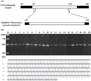 Gambar 1. (A) Diagram representasi protein yang disandi oleh gen Pto tomat Lycopersicon esculentum (aksesi AF220603.1, NCBI, 2003) dan posisi amplikon hasil PCR dengan primer spesifik Pto dan templat total DNA Phalaenopsis (NCBI, 2003)