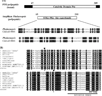 Tabel 1. Sequence identity antara runutan asam amino dari fragmen DNA hasil PCR asal Phalaenopsis bellina dengan fragmen Pto aksesi lain pada data GenBank