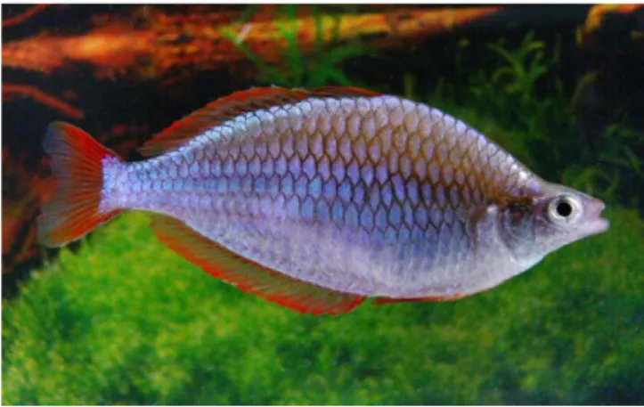 Gambar 1. Ikan pelangi M.praecox (jantan). 