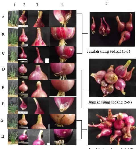 Gambar 1. Variasi morfologi yang ditemukan; tingkat kepatahan daun (1), bentuk dan warna daging umbi (2), shape of root end (bentuk ujung akar umbi) (3) dan shape of stem end (bentuk ujung batang umbi) (4) dan jumlah siung umbi (5)