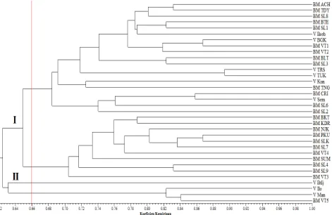 Gambar 4. Dendogram hasil analisis 34 genotipe bawang merah berdasarkan 13 primer ISSR