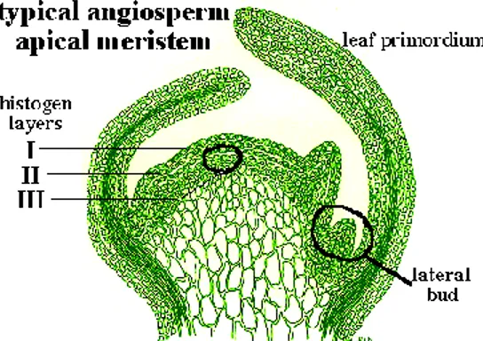 Gambar 1.  meristem apeks pucuk pada anggiospermae 