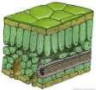 Gambar 5.  Kristal druze dalam sel parenkim 