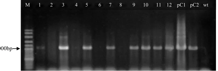 Figure 3. PCR amplification of the   hptII gene (500 bp) Remarks: M = marker 100bp; lanes 2, 11, 14 = putative transgenic plants; pC = pCAMBIA1301 (positive control); wt = wild type
