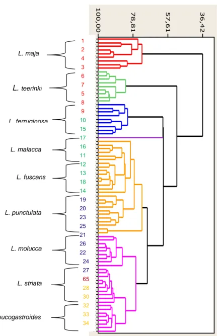 Gambar 1. Dendogram variasi morfometrik sembilan spesies Lonchura 