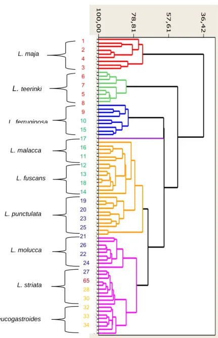 Gambar 1. Dendogram variasi morfometrik sembilan spesies Lonchura 