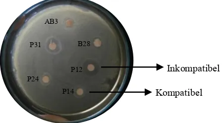 Gambar 2. Uji kompatibilitas antara bakteri penambat nitrogen Actinomycetes AcCKW7 (base) dengan pelarut fosfat