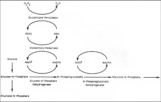 Gambar 1 : Langkah pertama dan kedua jalur fosfat pentose. Dikutip dari Greene,1993 