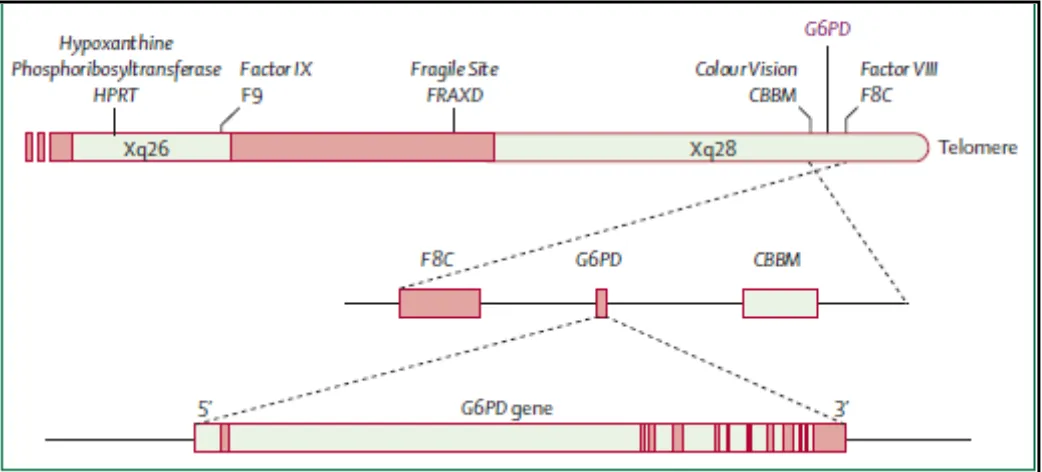 Gambar 3 : lokasi gen G6PD pada kromosom X. dikutip dari Cappellini,2008 . 
