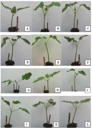 Gambar 1. Bibit jarak pagar generasi T0 hasil perlakuan konsentrasi dan waktu tetes DNA plasmid pada penerapan transformasi langsung melalui jalur tabung polen