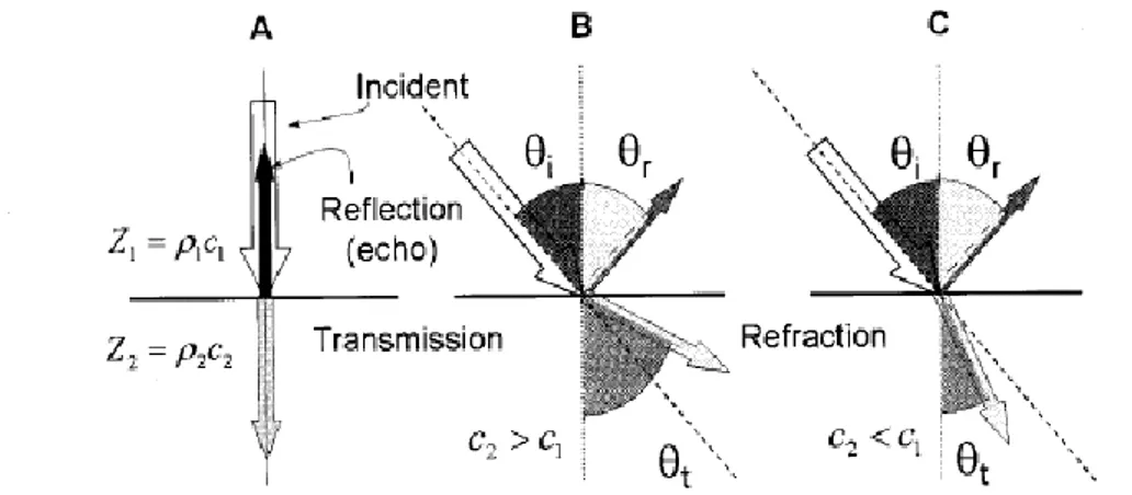 Gambar II.2. Proses terjadinya refleksi dan refreksi gelombang ultrasound   (Sumber : The Essential Physics of Medical Imaging, Bushberg, 2002) 
