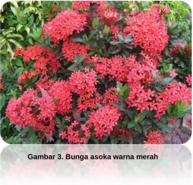 Gambar 3. Bunga asoka warna merah 