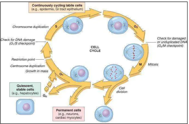 Gambar 8. Siklus sel dan replikasi sel34