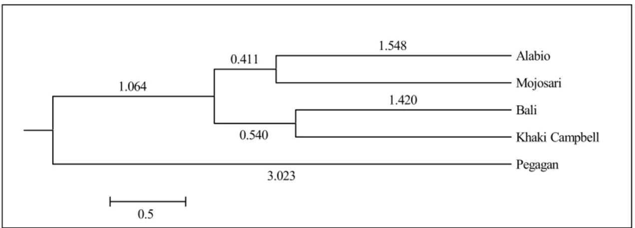 Gambar 2. Pohon fenogram dari lima galur itik  Tabel 4. Total struktur cannonical 