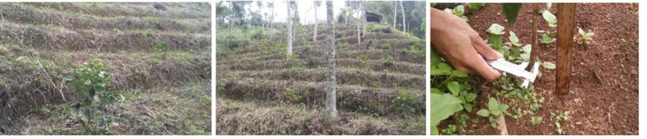 Gambar 2. Tanaman kopi arabika di hutan rakyat Cimarias 