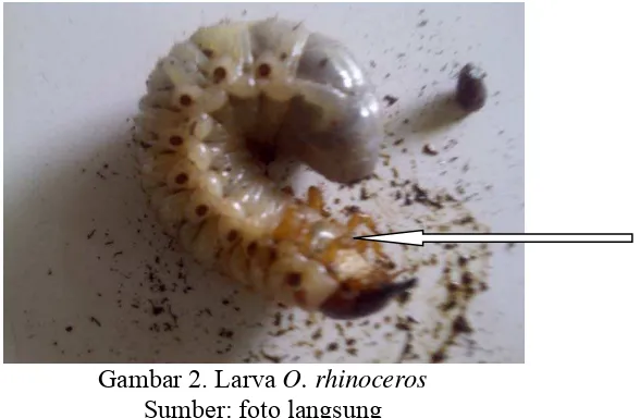 Gambar 1. Telur O. rhinoceros 