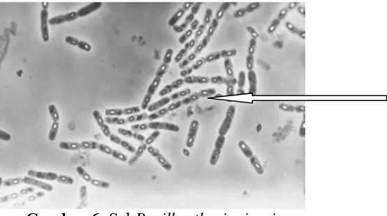 Gambar 6: Sel Sumber : Bacillus thuringiensi blass.com.au/definitions/bacillus 