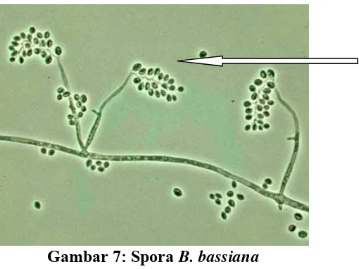 Gambar 7: Spora B. bassiana Sumber : http://www.ecaa.ntu.edu.tw  