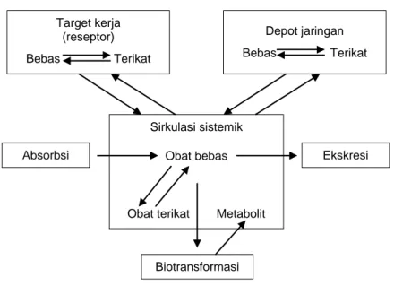 Gambar 6.  Bagan  proses  farmakokinetik  obat  (dikutip  dari  Setiawati 1987) 