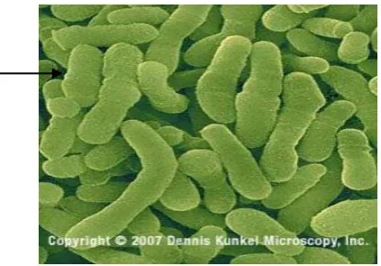 Gambar 2.  Bakteri Corynebacterium 