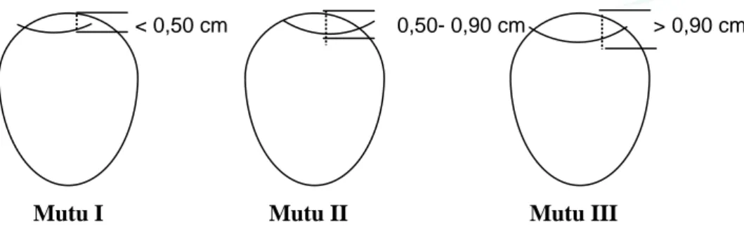 Gambar 1  -  Berbagai mutu telur diukur dari tingginya kantung hawa: mutu I dengan  tinggi kantung hawa &lt; 0,50 cm; mutu II = 0,50 cm - 0,90 cm   