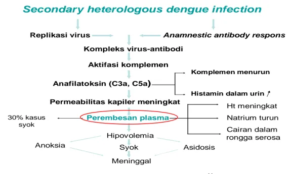Gambar 2. Hipotesis infeksi sekunder 11