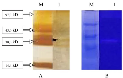 Gambar  5.    Hasil  SDS  silver  staining  dan  Zimogram  aktivitas  protease   ekstrak kasar (A dan B)  (M=Marker, 1= S