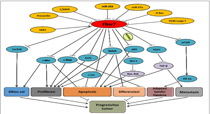 Gambar 1. Skema diagram fungsi dan pengaturan networks (jaringan) FBXW7 mencakup upstream dan downstream signaling pathways hubungannya dengan progresivitas kanker