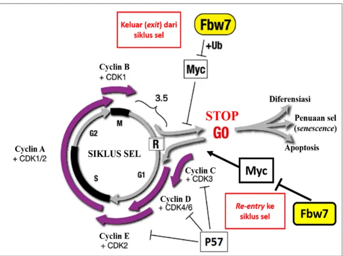 Gambar 2. FBXW7 mempertahankan sel dalam kondisi quiescence (G0) yaitu dengan menginduksi sel exit dari siklus sel ke dalam fase G0 dan mencegah sel re-entry ke dalam siklus sel dari fase G0 dengan mendegradasi c-Myc