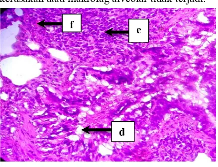 Gambar 2. Histopatologi paru tikus perbesaran 